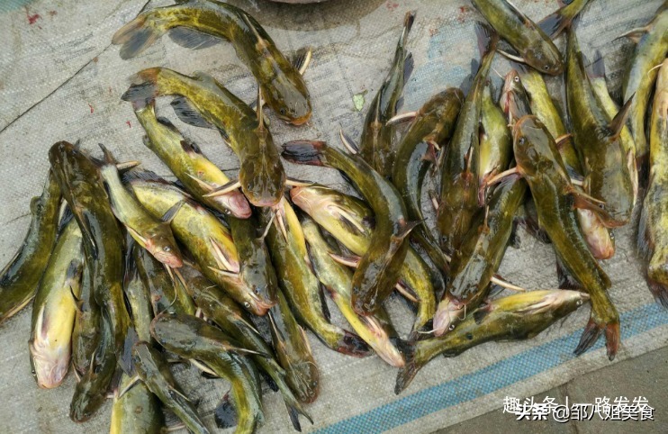 正确做法|秋天多给孩子炖鱼汤,补营养防秋燥,教您正确做法,肉嫩汤鲜!