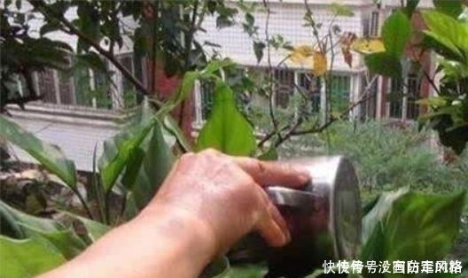 这种“水”浇花,好比浇“砒霜”,黄叶、烂根成常事,快停下来