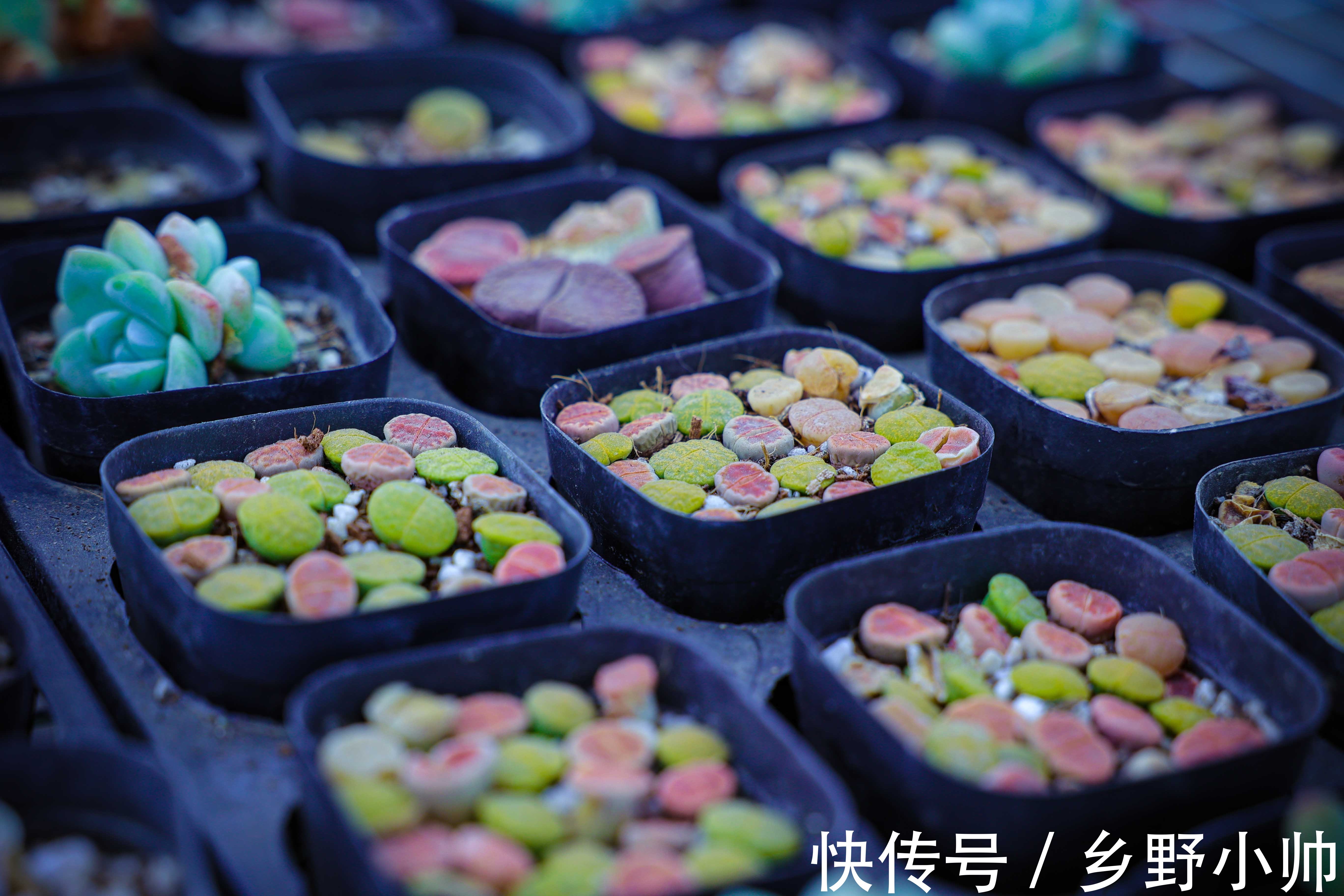 夏天|夏天温度这么高,可不可以给多肉吹空调?给多肉吹空调的利与弊