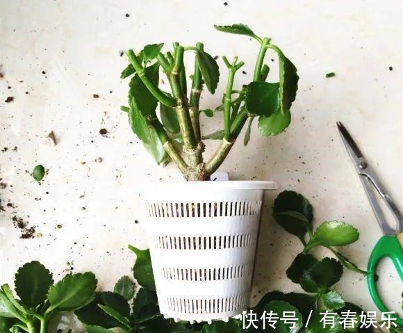 现在养花要重剪,剃光头,撸光叶,越狠越爆盆