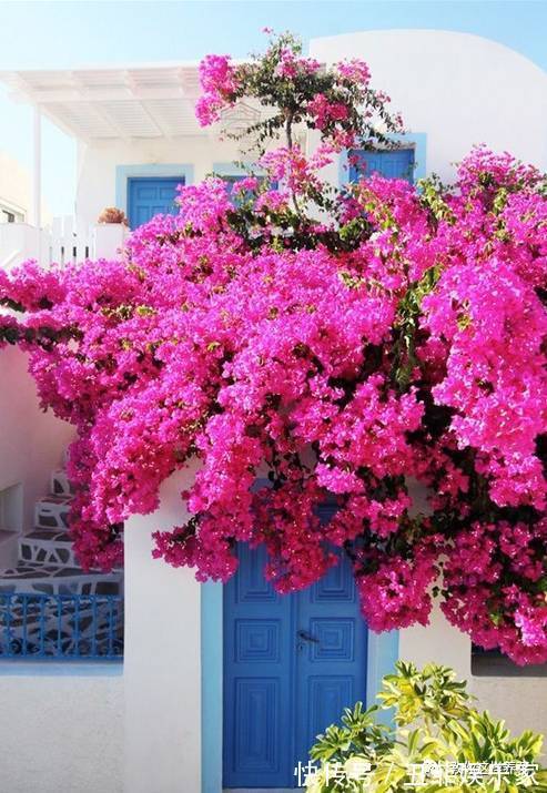 三角梅修剪枝条别扔,学2招插土里,来年花开满枝头!