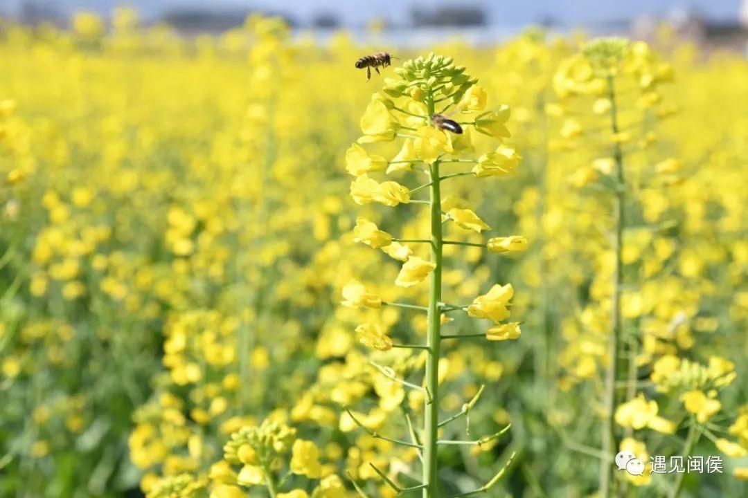 金色花海！福州油菜花开了！【区县头条】