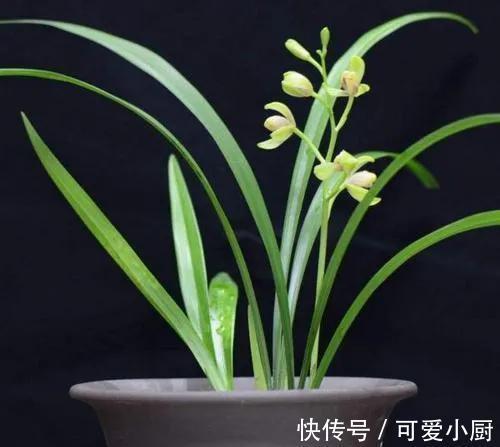 建兰要想多发芽，增加养分很重要，怎样给建兰增加营养