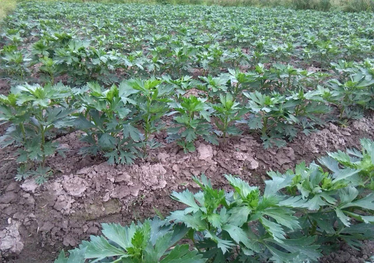 附子|此物虽然有大毒,却是医者喜欢用的祛风湿良药,主治大病症