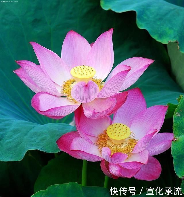 杜维明!王阳明告诫:人生的后半生走向,牢记3个锦囊,比钱和人脉管用