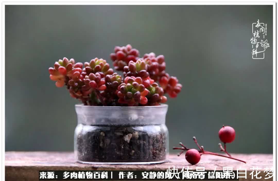 阳台多肉党的幸福生活!