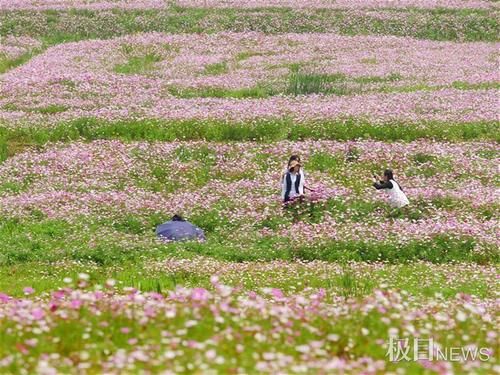 快来打卡！光谷现200亩“水彩”花海