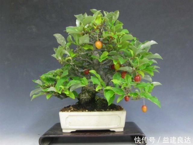 极品水果盆景,这辈子能有一盆,就值了