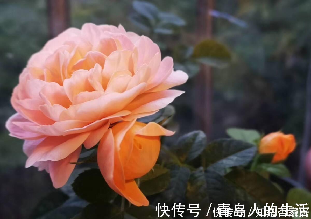 月季|月季黄叶是什么情况?弄清“4点”,一直绿油油,明年“花更多”