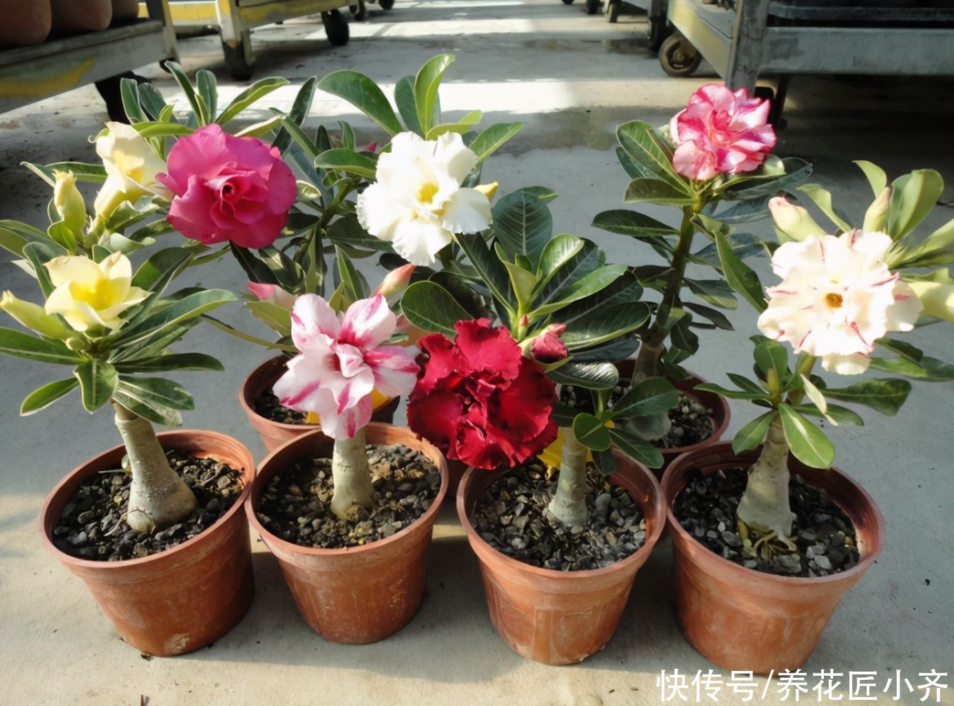 年前买养不活的3种花,现在买正合适,掌握换盆技巧,好养又省钱