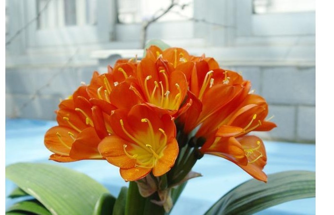 君子兰,四季海棠以下养殖,花苞一波接一波,叶茂花艳花开不断