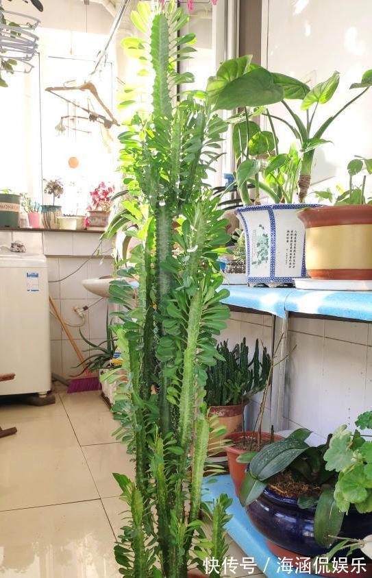 观叶型|这3款植物虽其貌不扬,室内盆栽,却能让家里变成“天然氧吧”