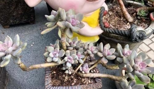 多肉冬美人特好养,掰一枝插小盆里胖乎乎很可爱,插大盆里则能轻松爆盆