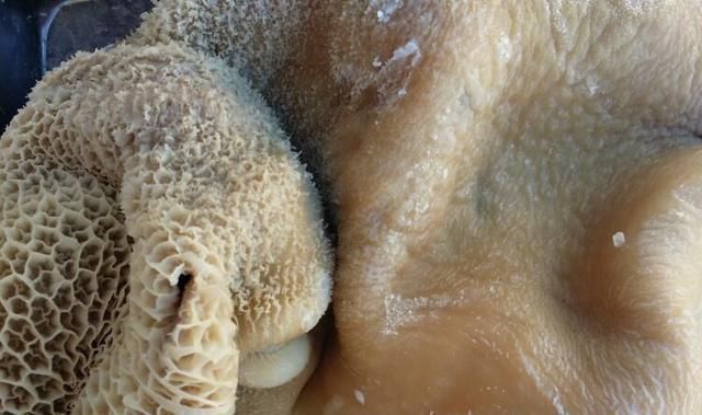 健脾|冬天,宁可不吃猪肉也要吃它,健脾暖胃还补钙,比猪肉香多了