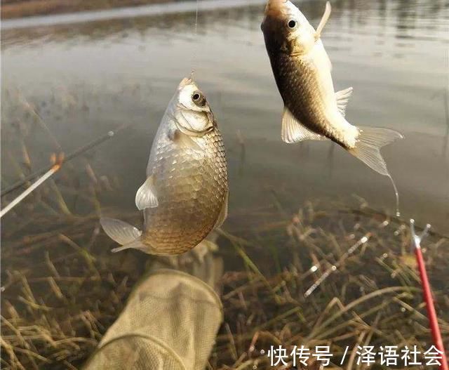 钓友们|不怕杂鱼闹,就怕它不到!没有小杂鱼闹窝的野钓更要找原因