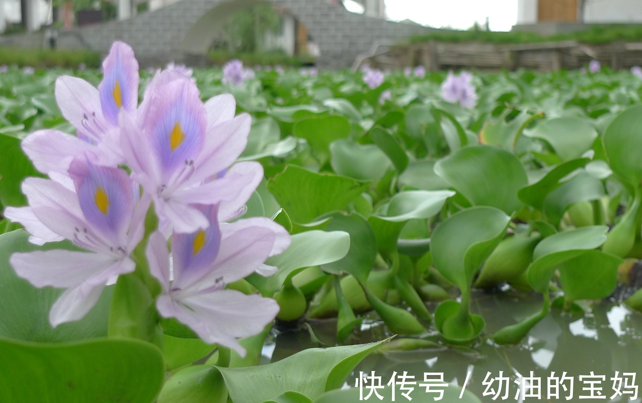 野葱|农村老家常见的15种“不知名”野菜,用对都是宝!你都吃过吗?