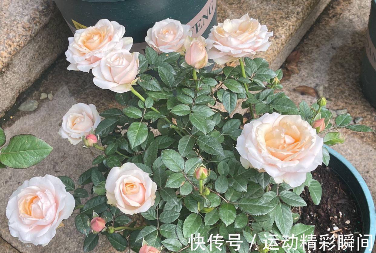阳台种3种花，一年至少开三个季节，花量大颜色美花期长很绚烂