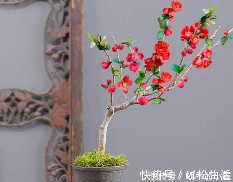 此花,被誉为花卉界的“红宝石”,太美了,给大家看看