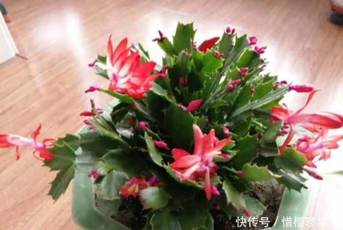 家里有此7种花,少浇水不能晒,天热要休眠早看早知道