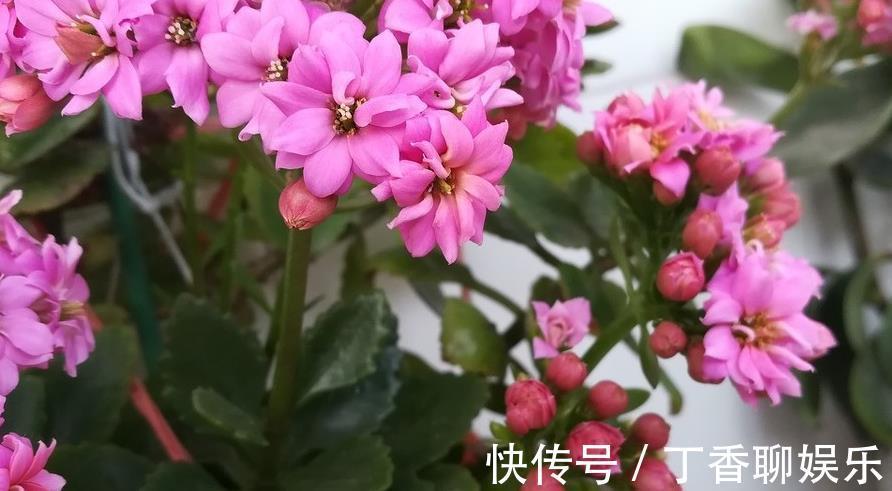 爆盆|长寿花这样养，轻轻松松爆盆，一年四季赏花不断