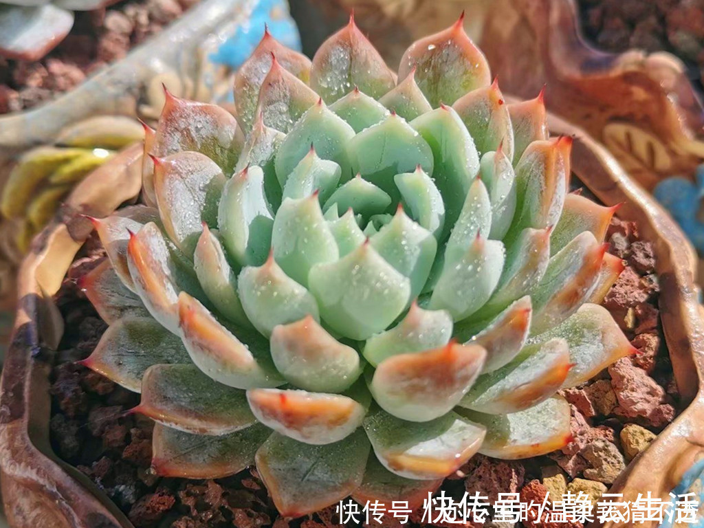 浇水|养多肉经常走进的3个误区,大胆走出来,你的多肉会越来越美