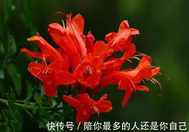 栀子花|适合家里养的十种带有香味的花,你家里有吗?