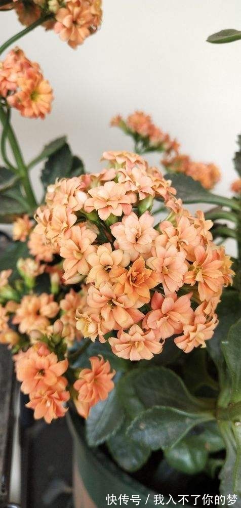 封闭阳台养这4种花，很快变成花海，现在养刚刚好