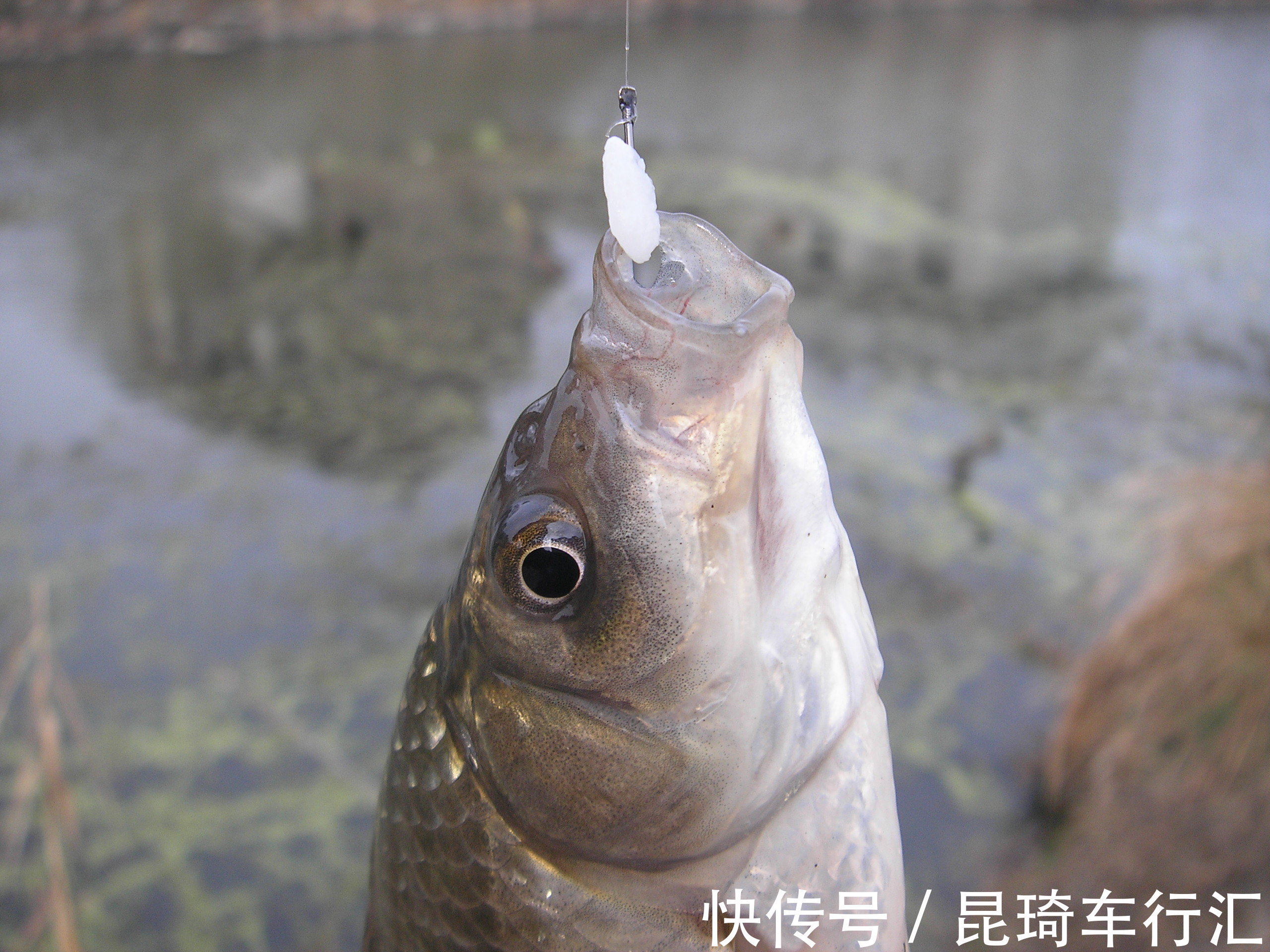 谁说钓鱼没有玄学,这几个邪门规律,只要是个钓鱼人,就都经历过