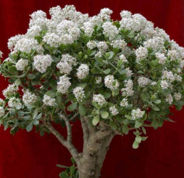 冬季养玉树做好三点,枝干粗叶片绿,姿态迷人