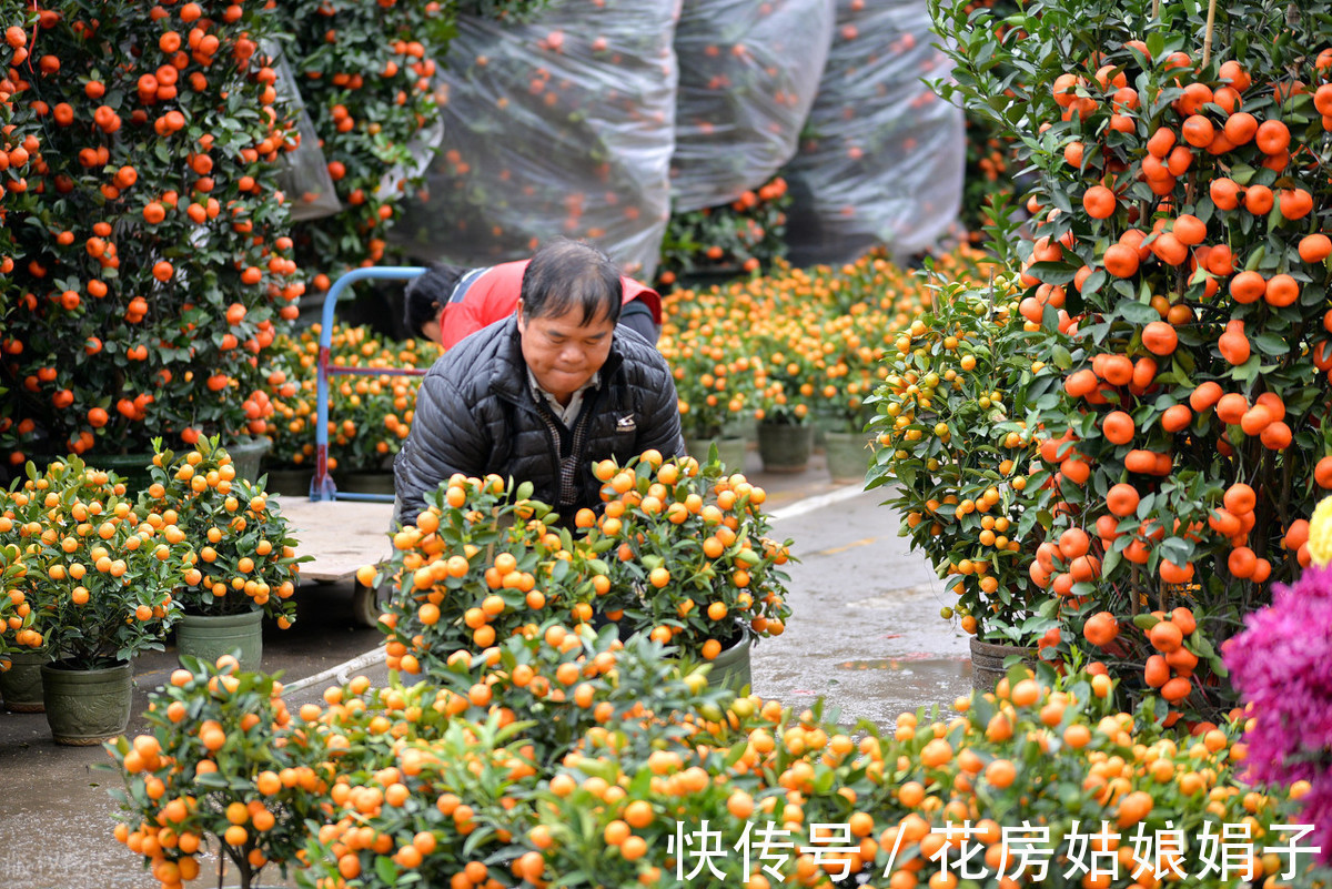 花市|花市买回来的花，会出现各种不适，教你4招，轻松适应新家