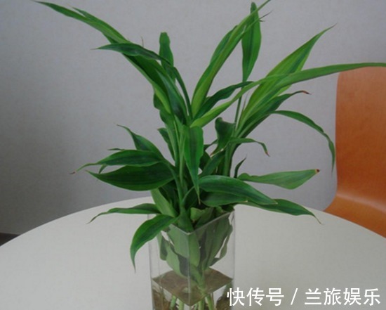 新手|不要在家乱养花,此几种花养人又驱蚊,新手涨姿势了