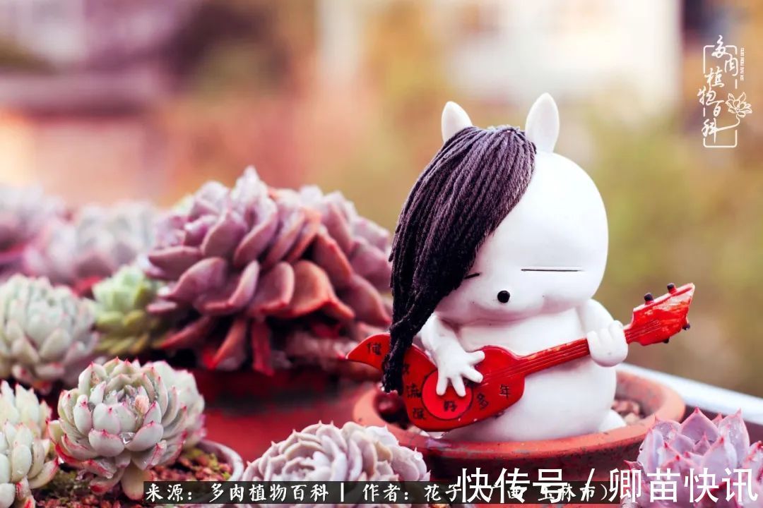 为了爱情来到陌生城市,偶遇多肉,地老天荒的爱恋!