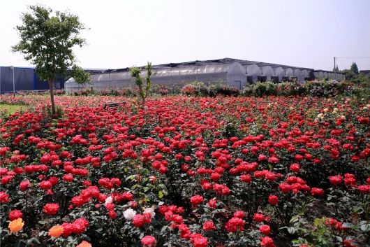 月季|弹眼落睛 这场家门口的花木盆景展千万别错过