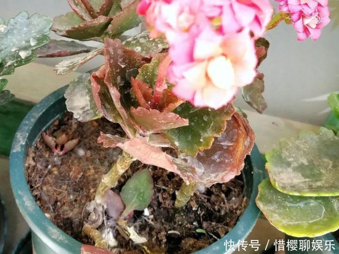 家里有此7种花,少浇水不能晒,天热要休眠早看早知道