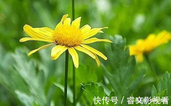 珍珠宝塔|喜欢菊花就选“情人菊”，花姿优美，娇艳动人，花期长适合盆栽养