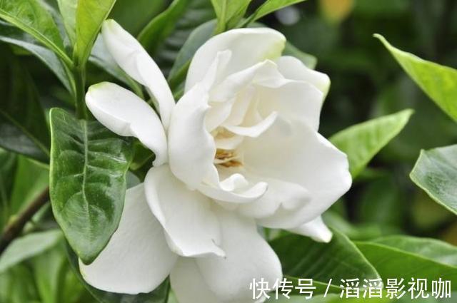 栀子花|栀子花度夏难，几个关键的养护知识你要知道，枝繁叶茂