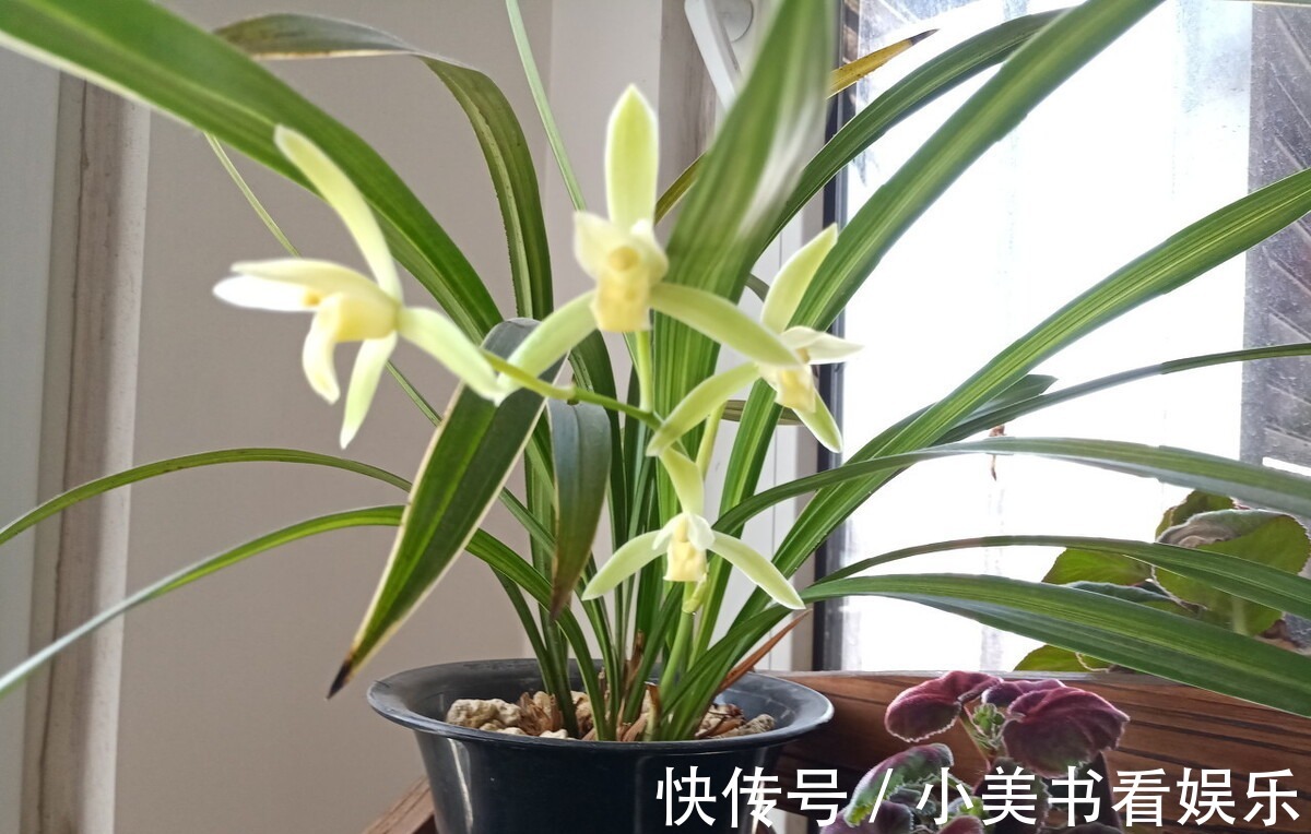 君子如兰|兰花“换盆死”怎么回事?避开这三点,否则让你白忙活