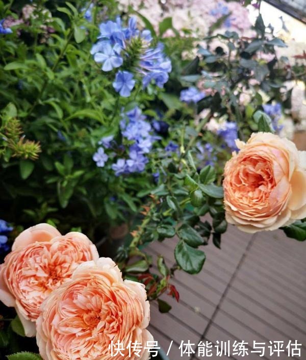 他痴迷养花,露台养了100多盆花,盆盆美爆,惊艳全小区!