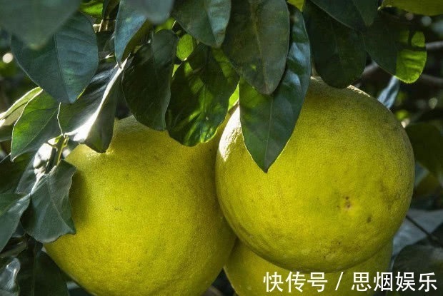 雪梨|高血压最好避免4种水果,吃一口血压飙升,别儿戏生命!