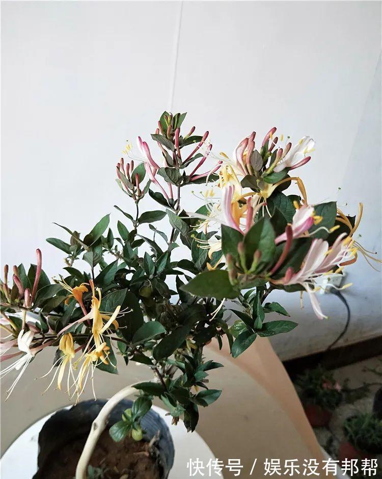 别犯傻买金银花盆景，压条3年成景、播种5年成景，实在太容易！