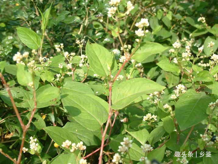 火炭母|花朵洁白果实黑似煤炭,这种野草看似无奇却用处多,遇见了请珍惜