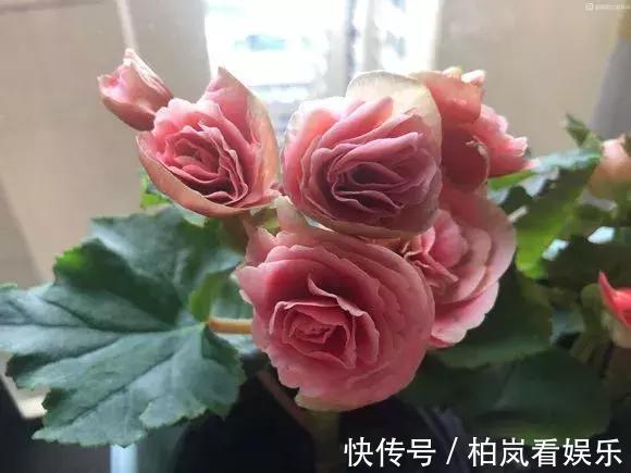 养花|3种花人称“夏必死”，买一盆死一盆，新手小白别忽视