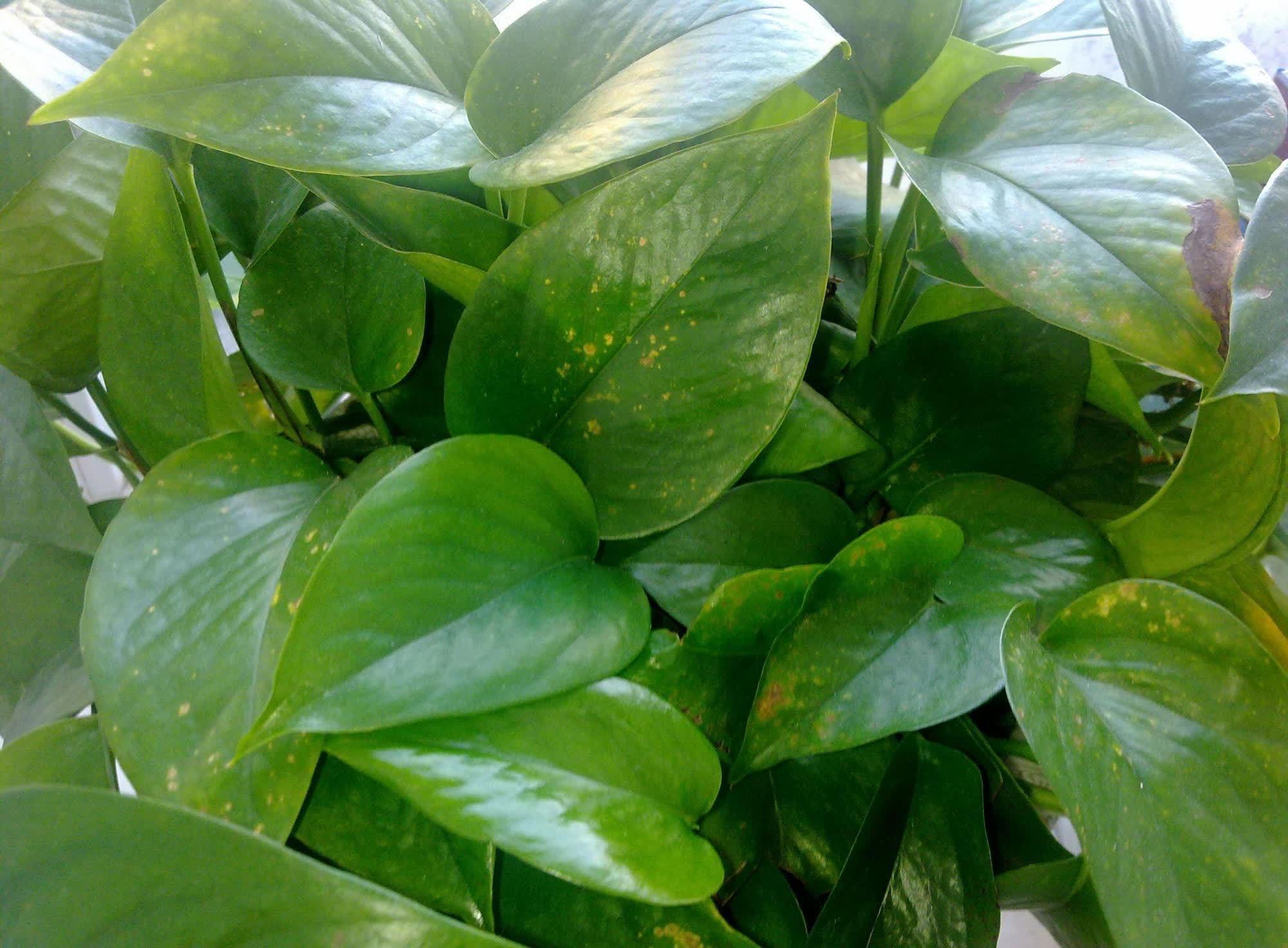 绿萝快速生长,环境很关键,做好这4点就行