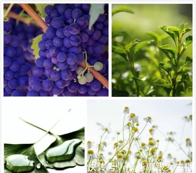 植物 护肤品中的纯植物成分,为什么有用!