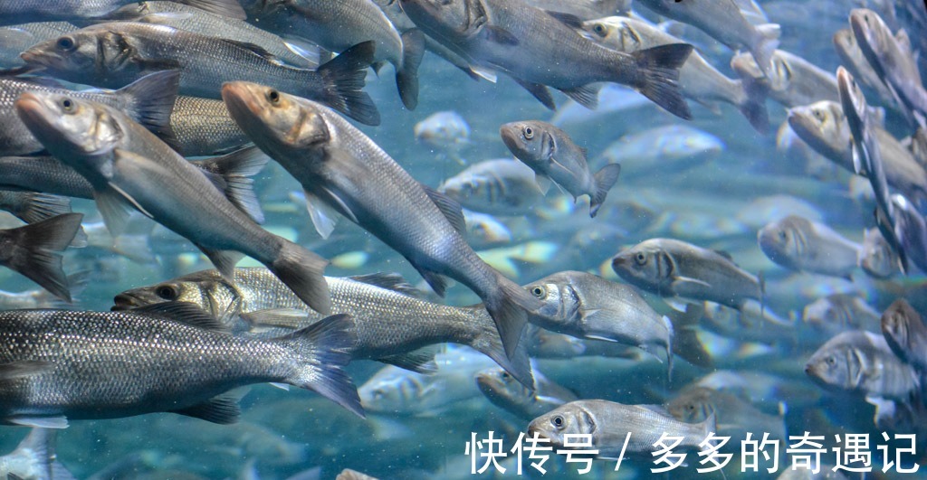 大黄鱼|什么鱼的刺少且肉鲜嫩厨师长推荐此5种,口感爽滑,久煮而不老!