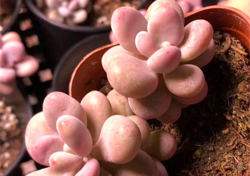 小美|买回家时还是小美肉,养不久就变成了小丑肉?从这些方面找找原因