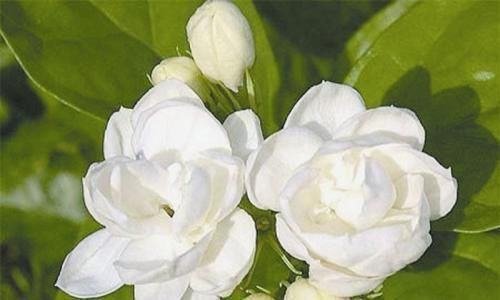 6月养茉莉花,了解掌握3个技巧,开出层叠群花
