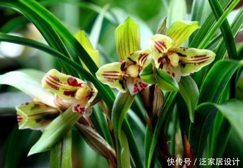 春天兰花苏醒后,掌握几个要点,生长进入“快车道”,清香小半年