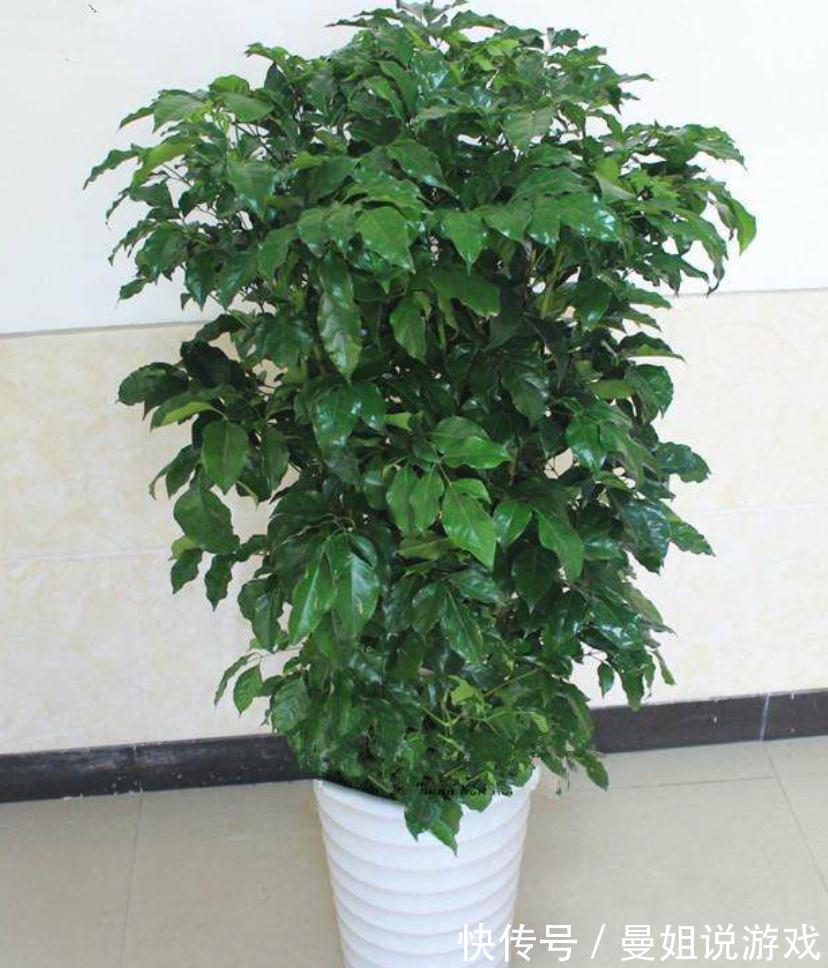 幸福树总是养不长久，焦叶干叶尖，养殖多注意这两点，枝繁叶茂
