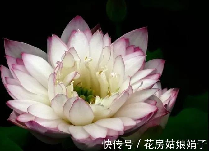 千瓣莲|珍品莲花，花开1000瓣，花色多变，花多少钱也得养上1缸